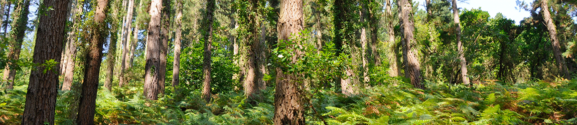 Bosque Modelo Palencia